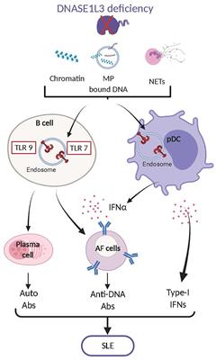 Corrigendum: The Role of Nucleases and Nucleic Acid Editing Enzymes in the Regulation of Self-Nucleic Acid Sensing